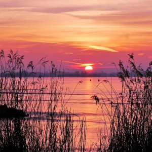 nature-3839170_1920 nature-3839170_1920